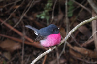 Wellington Park - The Springs